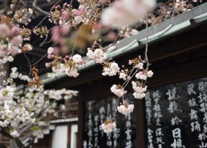 japanese_blossom