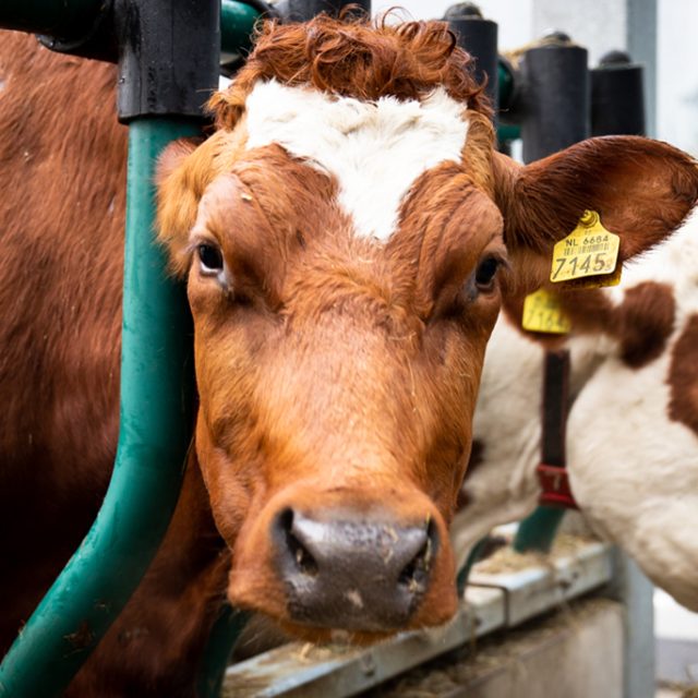 Floating-Farm-extra-II-1