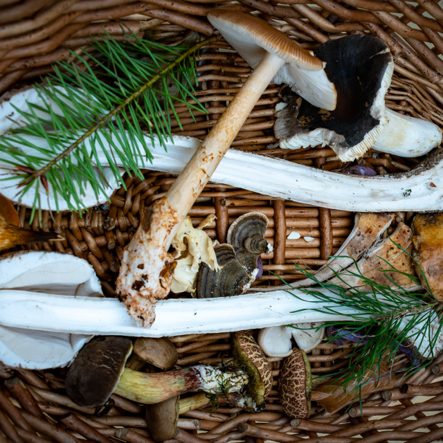 Schaal-met-paddenstoelen-van-Joost-van-Haren