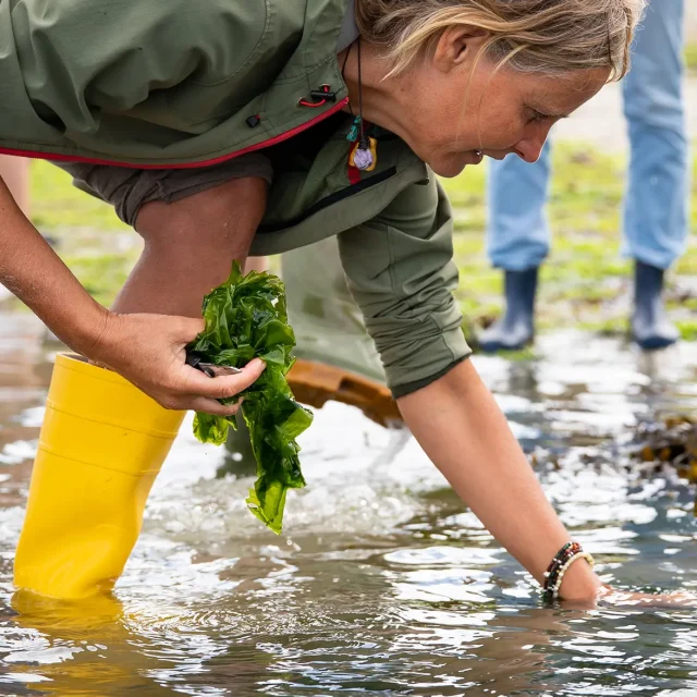 seaweed farm