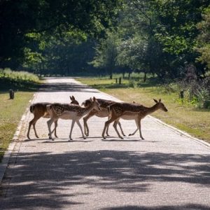 hiking_spotting_wildlife_dutch_dunes_deer-600x401-1