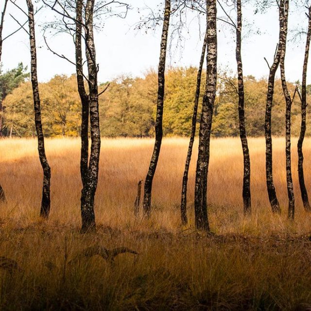 hoederloo_forrest-1024x684-1