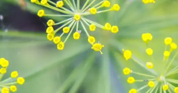 Dutch Dream Weekend: Hans